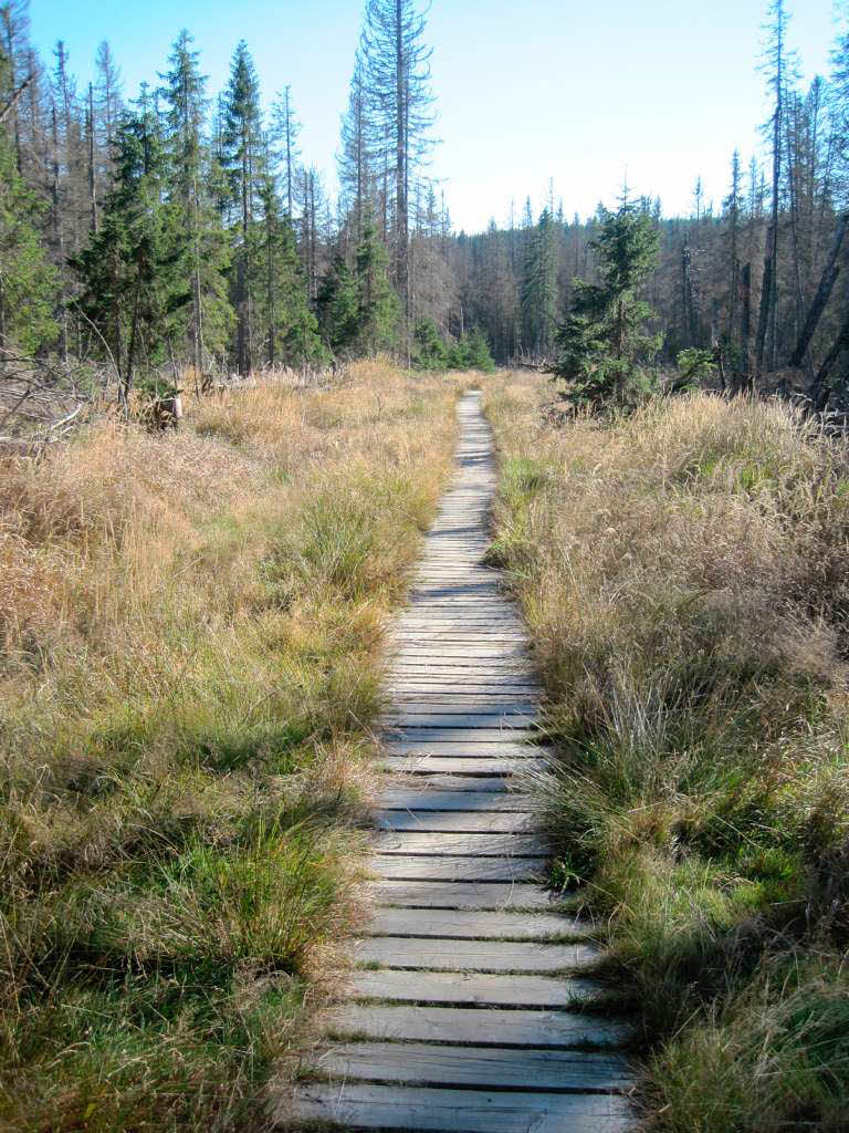 Kleiner Weg im Sumava Nationalpark in Tschechien