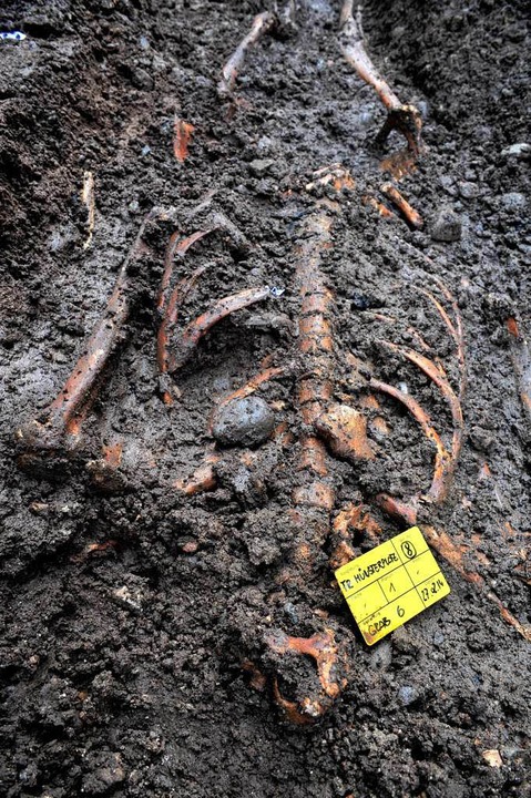 Hier ein Skelett, das am Münsterplatz gefunden wurde.  | Foto: Thomas Kunz