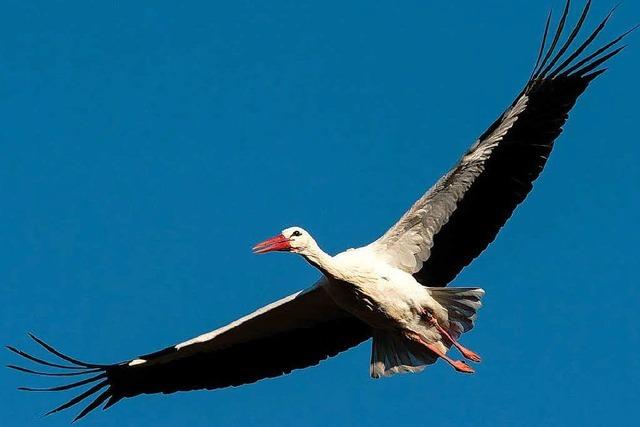 Storch Lenny kehrt aus Spanien nach Basel zurück