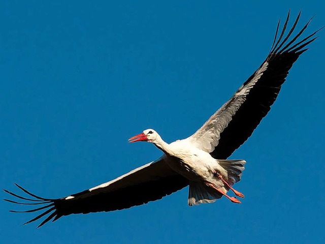 Storch Lenny hat den langen Flug gut berstanden.  | Foto: Zoo Basel