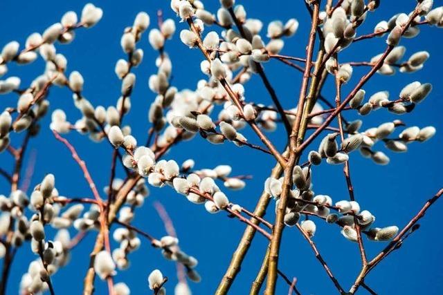 Die Weide: Pflanzliches Aspirin