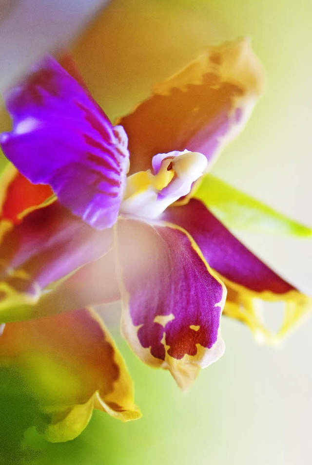 Ob Exotisch oder heimisch:  Orchideen begeistern  | Foto: a.Schiffner