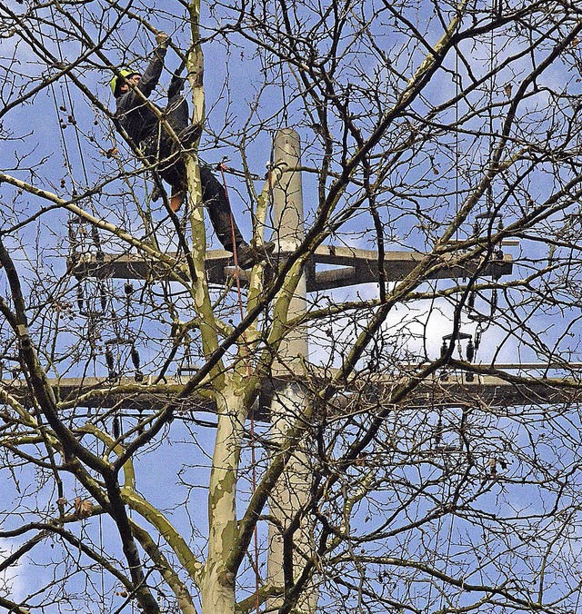 Keine gute Nachbarschaft: Platanen und Stromleitungen   | Foto: Fillisch