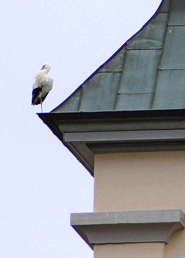 Auf Erkundungstour in Heitersheim: ein Storch   | Foto: Sabine Model