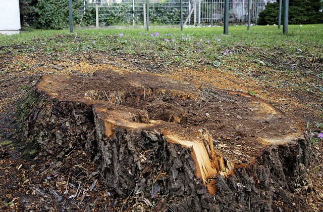 Wo einst die Trauerweide gestanden hat...nur noch ein Baumstumpf aus dem Boden.  | Foto: Katharina Bartsch