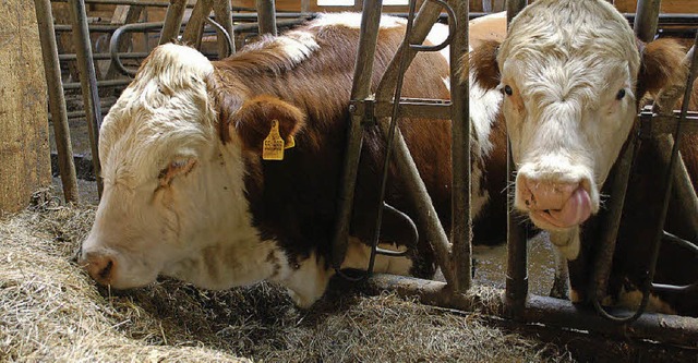Hinterwlder Rinder beim Futtern im Stall.   | Foto: Claudia FSSler