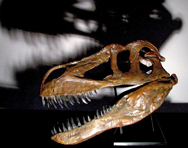 Doppelt so lang wie beim Weien Hai sind die Zhne des Torvosaurus gurneyi.   | Foto: dpa