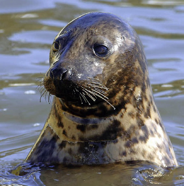 Kegelrobben gehren zu den begehrtesten Fotomotiven auf Helgoland.   | Foto: dpa