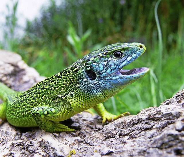 Smaragdeidechsen wurden am Hornacker k... dem Bild stammt aus dem Kaiserstuhl.   | Foto: Reinhold Treiber