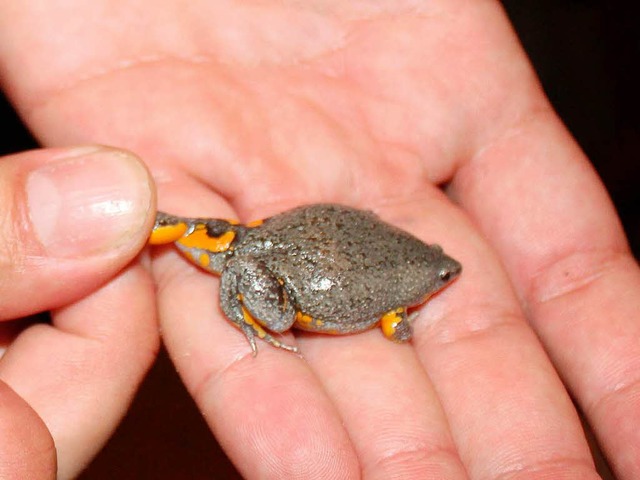 Nur zwei Zentimeter misst der kleine Frosch.  | Foto: dpa