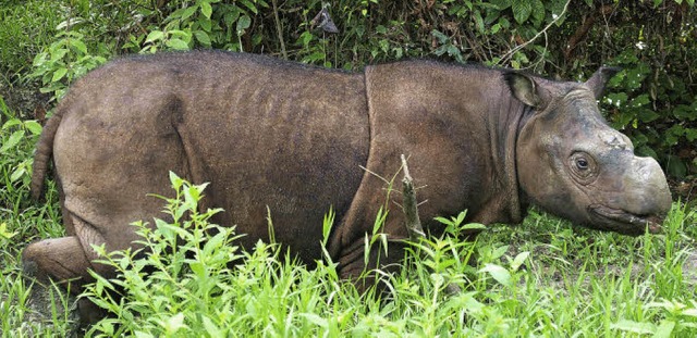 Tam, eines der letzten Sumatra-Nashrn...servat im Nordosten der Insel Borneo.   | Foto: robert risch