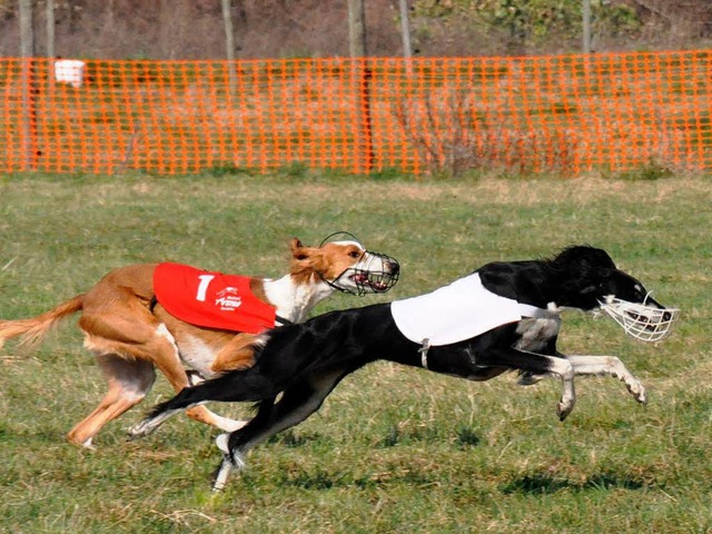 Wer ist der schnellere? Zwei Windhunde drfen sich mal so richtig austoben.   | Foto: Julius Steckmeister