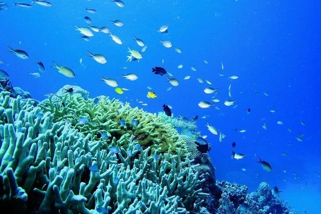 Great Barrier Reef in Gefahr