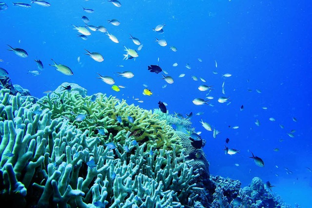 Wunderschn, ist die Unterwasswerwelt der Great Barrier Reefs.   | Foto: Privat