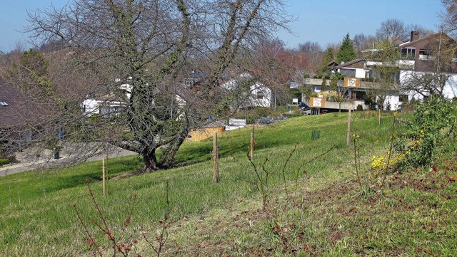 Bellingen Terrassenhaus Baugrundstck  | Foto: Jutta Schtz