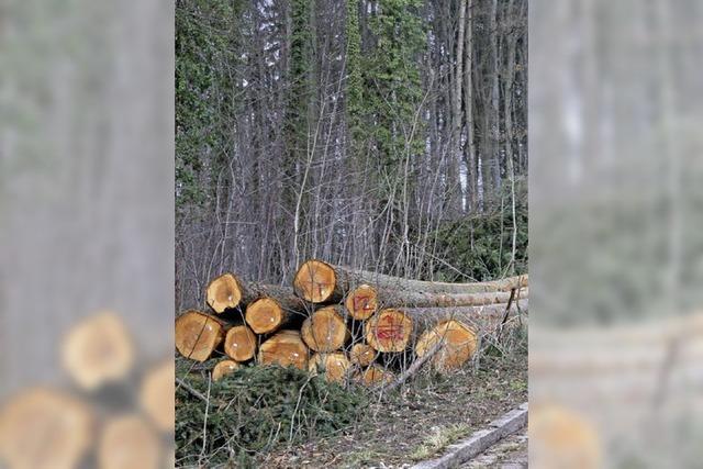 Schonende Moortechnik im Wald