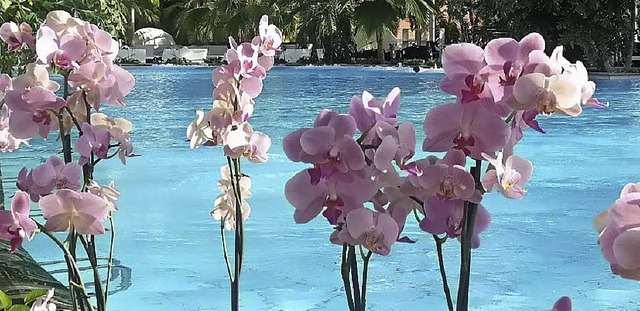 Orchideen  werden heute gegen eine Spende abgegeben.   | Foto: Badeparadies