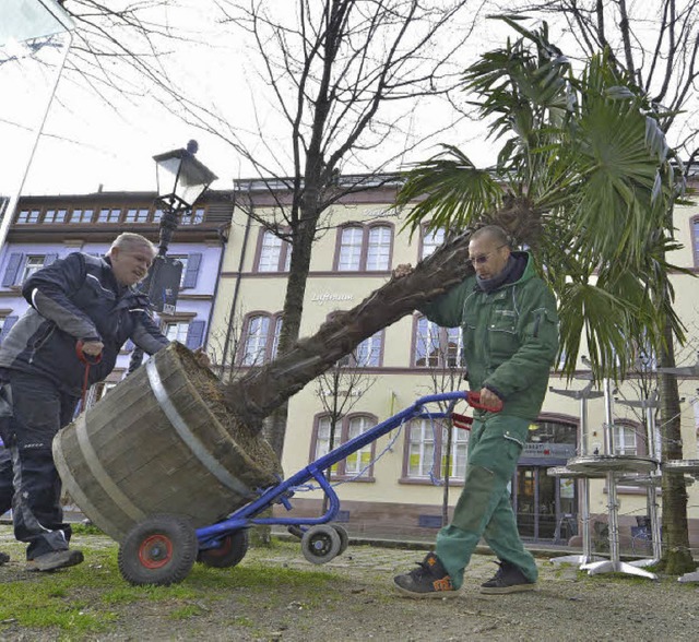 Siegmund Liermann und Mario Herzog bringen Palmen und Oleander zum Augustiner.   | Foto: Michael Bamberger