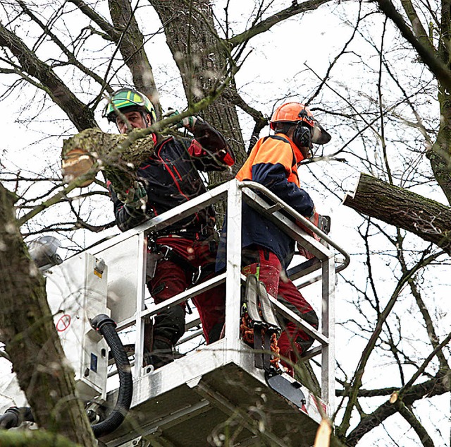 Fr die  Zigeunerlinde in Krzell wird ein neues Gutachten bentigt.   | Foto: C. Breithaupt