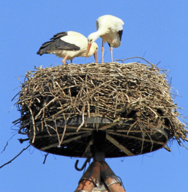 Auf Schloss Beuggen genieen schon die Strche das warme Frhlingswetter.   | Foto: Lebeuch