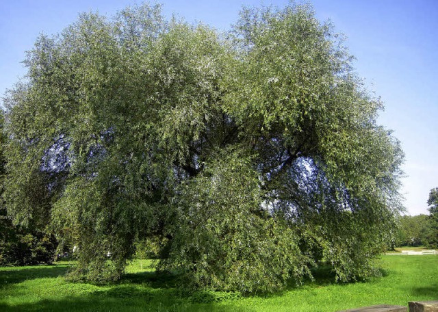 Die Weide kann zu einem stattlichen Baum heranwachsen.   | Foto: edith jost