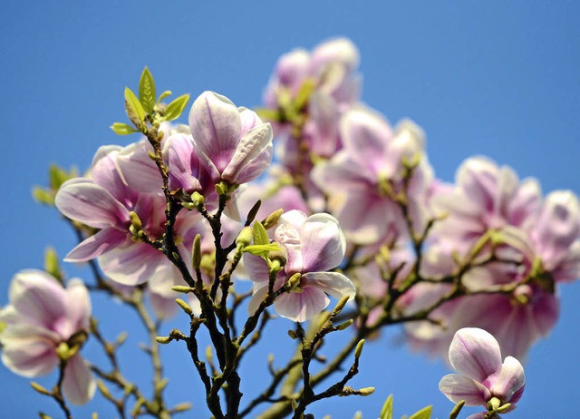 Die Natur erwacht und anscheinend auch mancher Brger.    | Foto: dpa