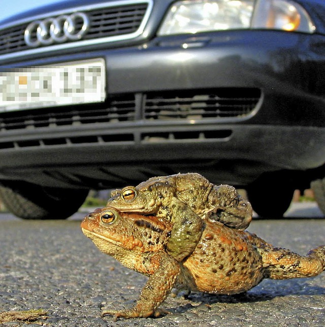 Krten kommen in diesen Wochen leicht unter die Rder.   | Foto: dpa