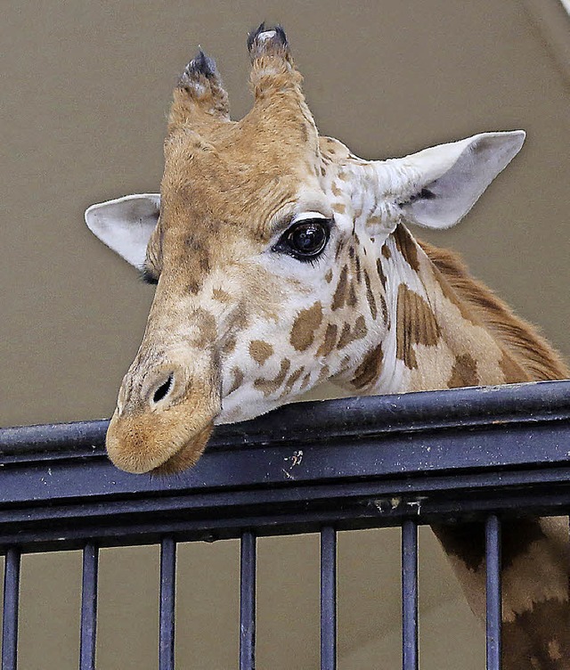 731 Kilo:  Giraffe Xamburu  | Foto: Dominic Rock