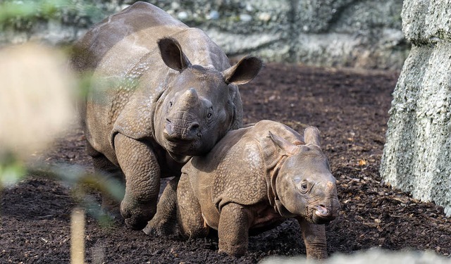 Der kleine Kiran und sein groer Bruder Jari tollen durch die Nashornanlage.   | Foto: Zoo Basel