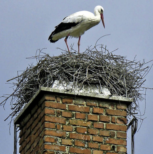 Einen neuen Nistplatz fand ein Storche...Kamin von Webers lmhle in Ringsheim.  | Foto: Hoffmann