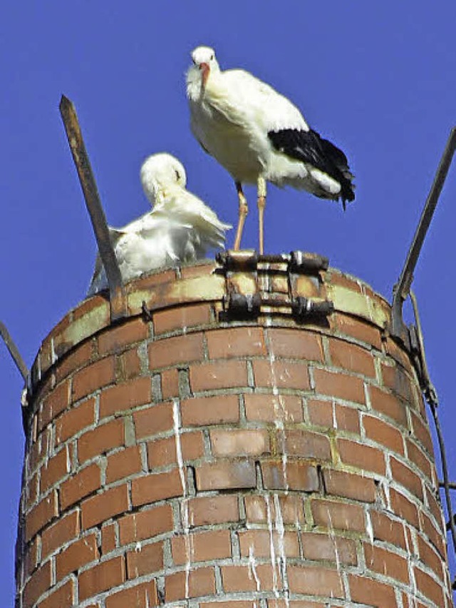 Nestbau auf dem still gelegten Kamin der Oberbadischen Bettfedern-Fabrik   | Foto: Felix Held