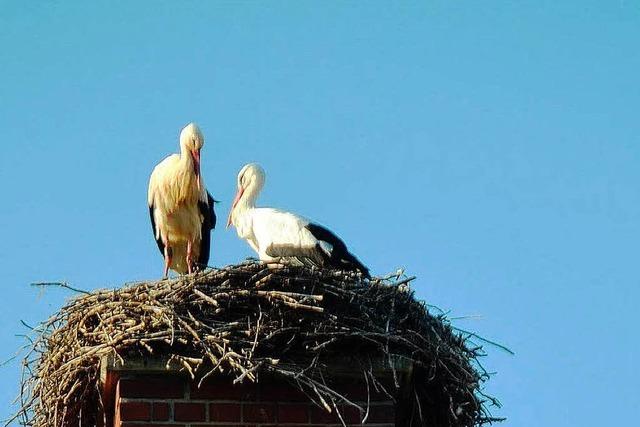 So erbittert kmpfen Strche um ein Nest