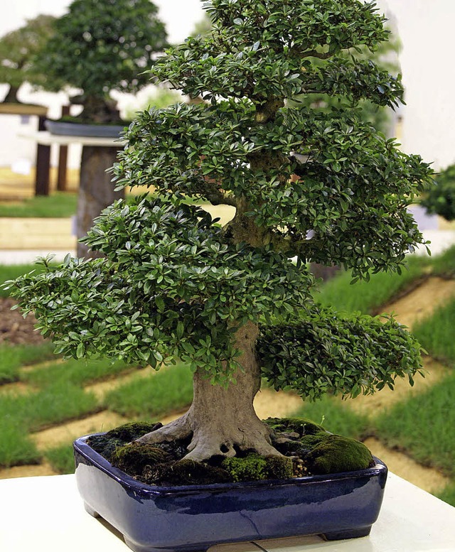 Die Bonsai-Freunde Offenburg  zeigen 50 solcher wertvollen Miniaturen.  | Foto: Mao-in-Foto/fotolia.com