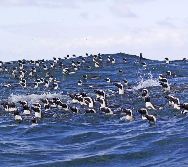 Attraktion: die Pinguine an der Wild Coast    | Foto: photocase.de/seleneos