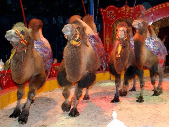 In Deutschland sieht man Kamele nur in Zirkus oder Zoo.   | Foto: bz