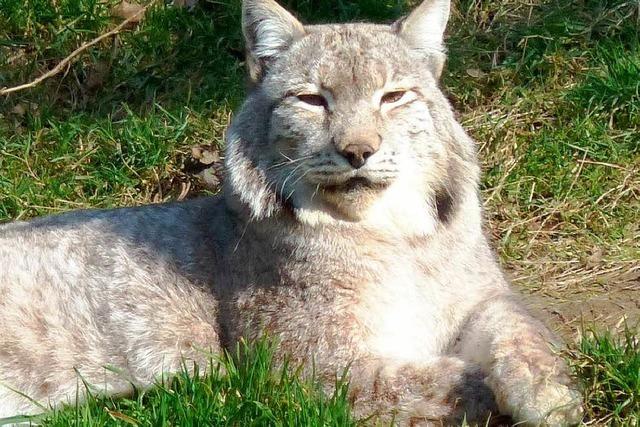 Fotos: Schwarzwaldzoo Waldkirch hat mehr als 200 Tiere