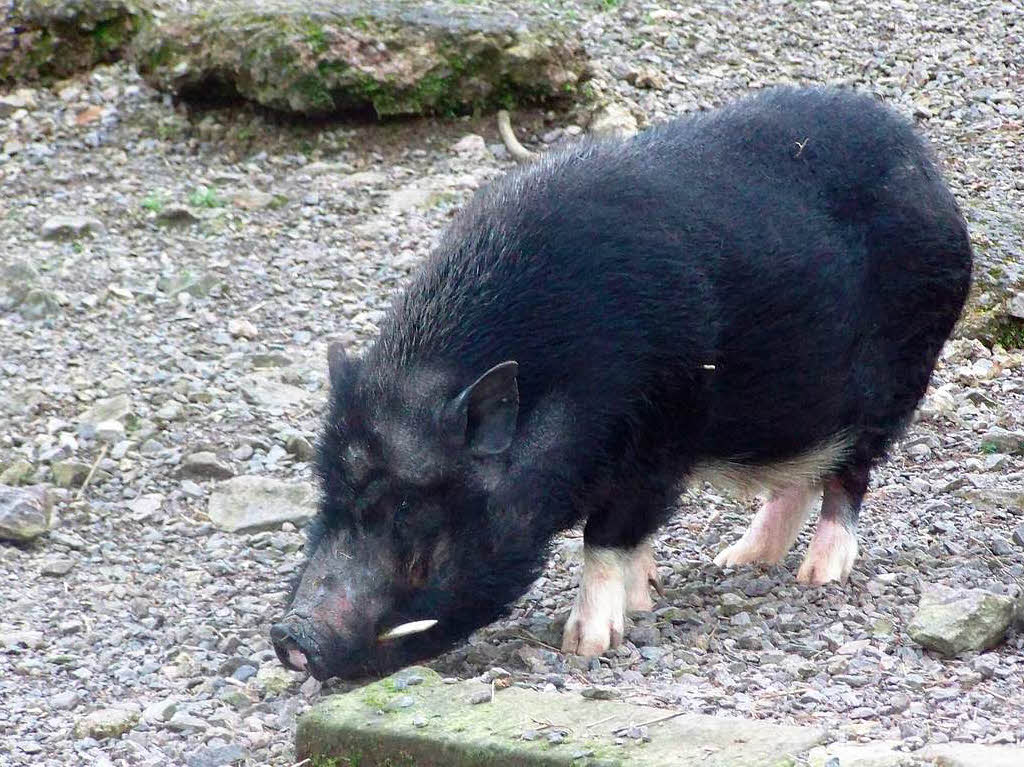 Auch die Schweine faszinieren die Kinder sehr.