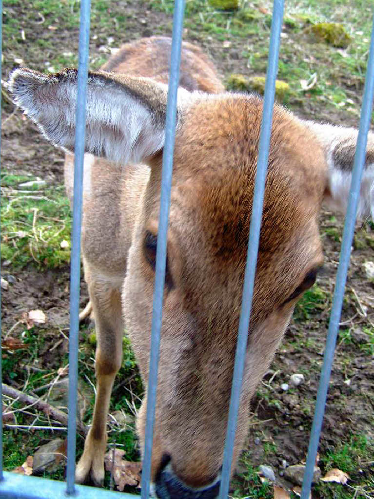 Der Sika-Hirsch hofft auf Leckereien, die am Zooeingang verkauft werden.