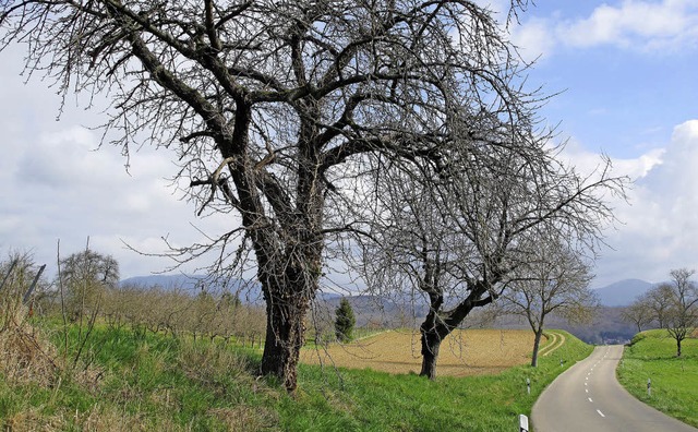 alte Kirschbume an der Strae nach Riedlingen  | Foto: Jutta Schtz