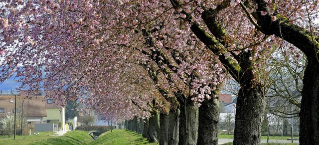Jechtingen. Japanische Kirschblte in Jechtingen.  | Foto: Roland Vitt