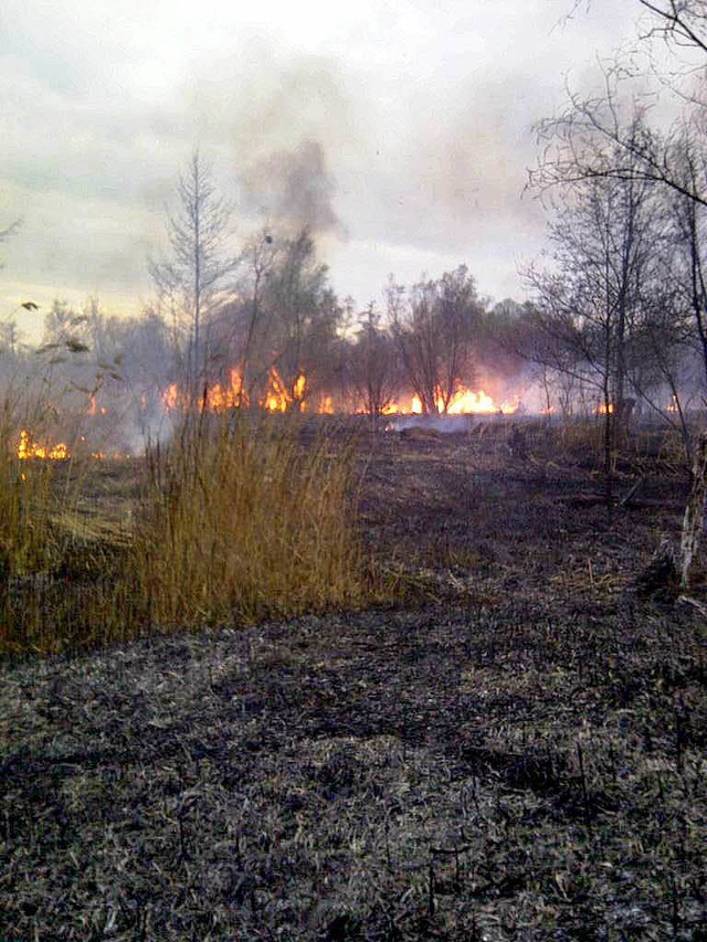 Brand im Rheinwald bei Wittenweier   | Foto: Feuerwehr