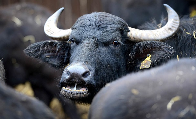 Vor allem die Alpbffel tragen das Rin...d sollen deshalb geschlachtet werden.   | Foto: dpa