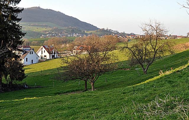 Diese  Wiese oberhalb des Wohngebiets Staufener Straen soll bebaut werden.  | Foto: Steckmeister