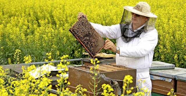 Ein  Imker  steht in einem Rapsfeld be...besetzte Wabe (Archivbild  von 2008).   | Foto:  Andreas Lander/dpa