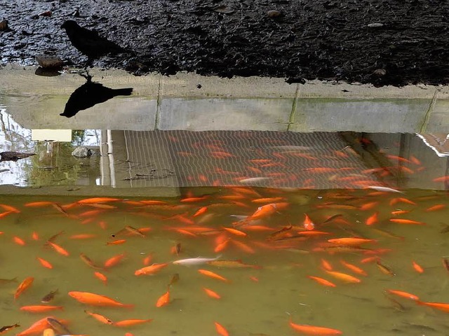 Leichte Beute hatten die Rheinfelder K...e waren in einer Wasserlache gefangen.  | Foto: Martin Herceg