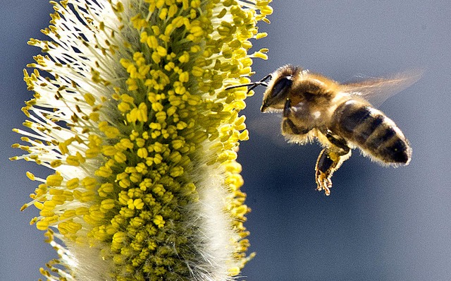 Eine Biene bei der Arbeit   | Foto: dpa