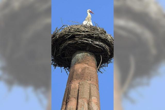 Strche nisten wieder in der Region