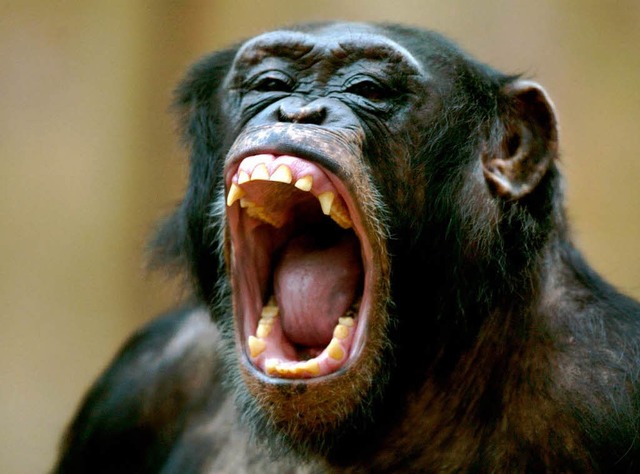 Auch Schimpansen ghnen, wenn sie mde sind.   | Foto: dpa