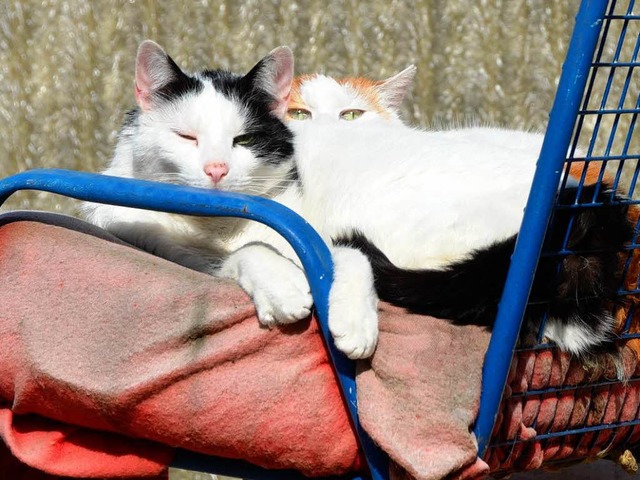 Die zwei haben es gemtlich: Katzen beim Sonnenbaden  | Foto: Rita Reiser