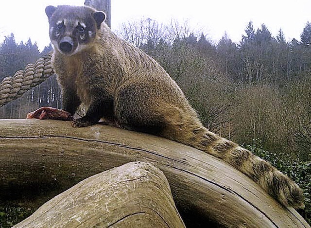 Neugierige Nasenbren und scheue Fchs... die Besucher im Schwarzwaldzoo sehen.  | Foto: Picasa